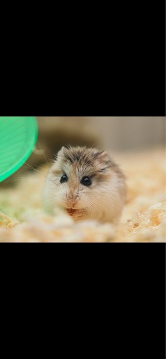 Hamster pitic femela