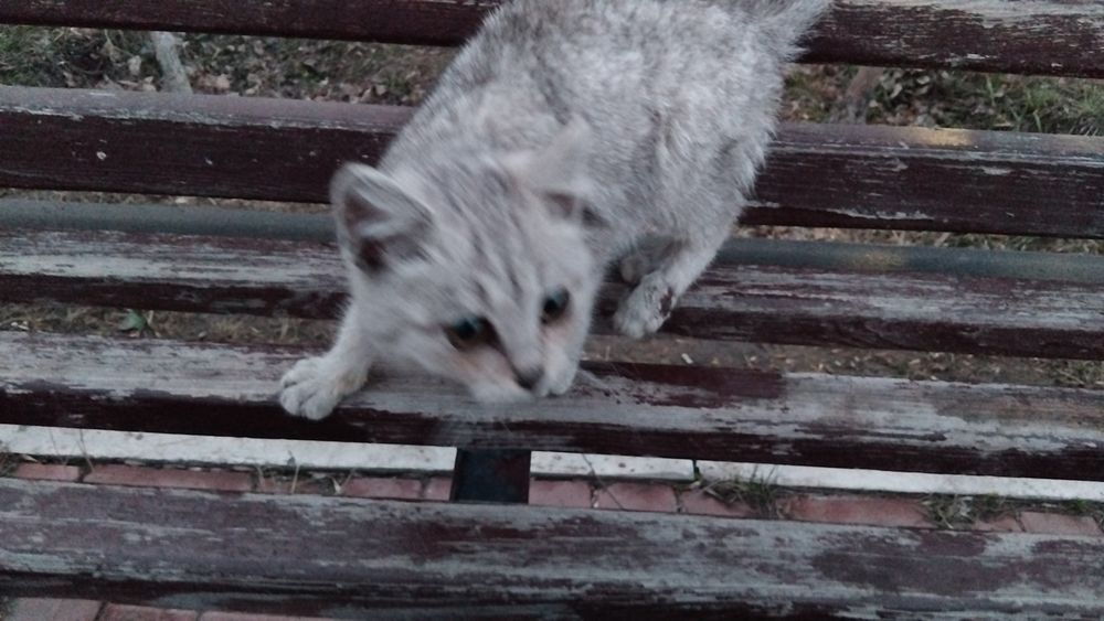 Котёнок девочка в хорошие руки