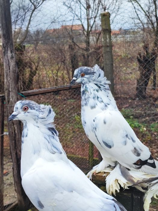 Porumbei uriași maghiari de vânzare