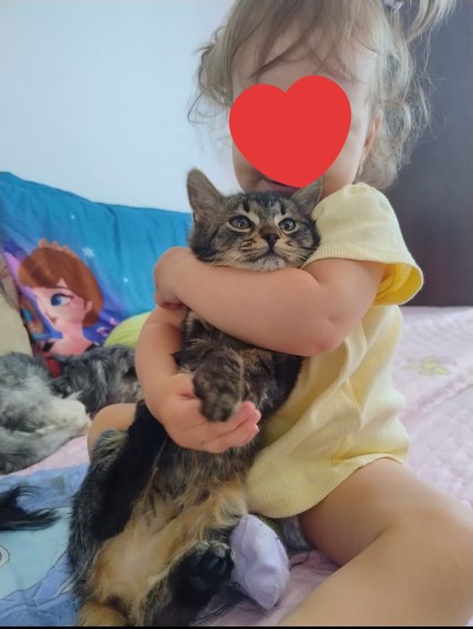 Donez pisică blândă și iubitoare
