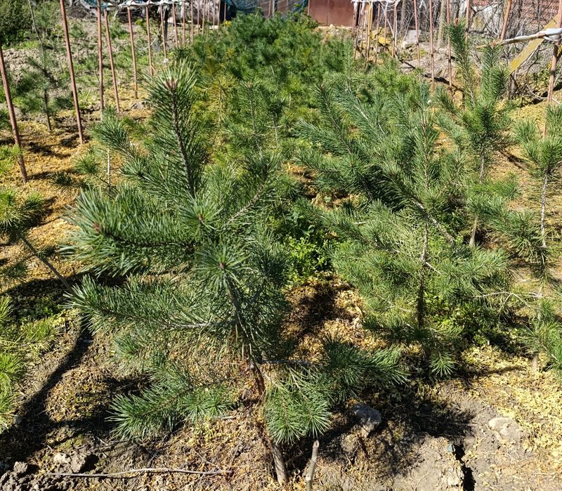 Бял бор (Pinus sylvestris)