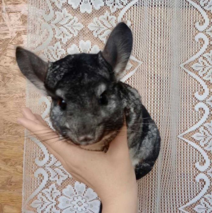 Veverițe chinchila pereche fată și băiat caută altă casă