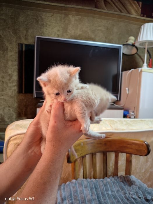 Отдам даром котят ооочень красивые