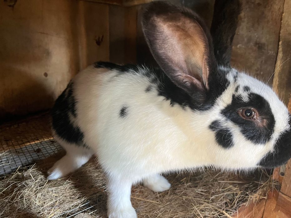 продам кроликов.