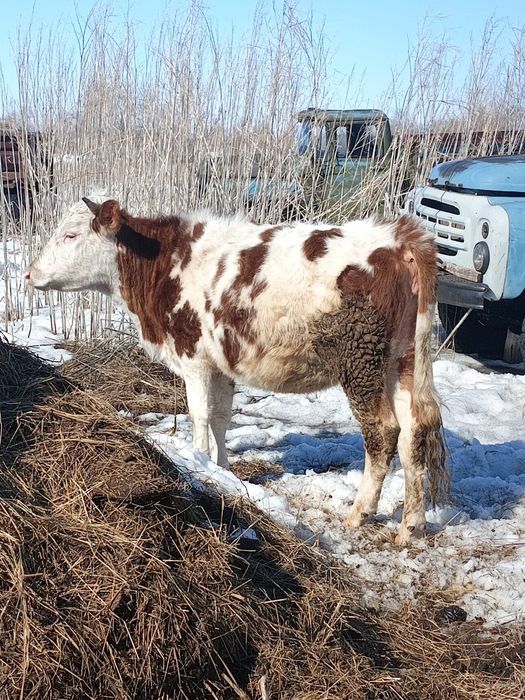 Продам тёлку два года