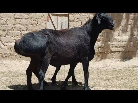 Куй ва ечки юнгини олиш хизмати