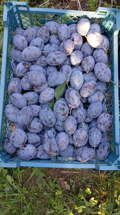 Продам горный чернрслив.