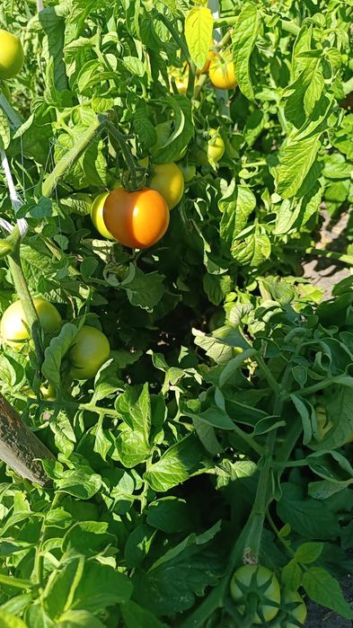 Продам помидоры, огурцы домашние!
