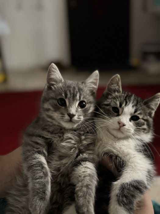 Британский котята