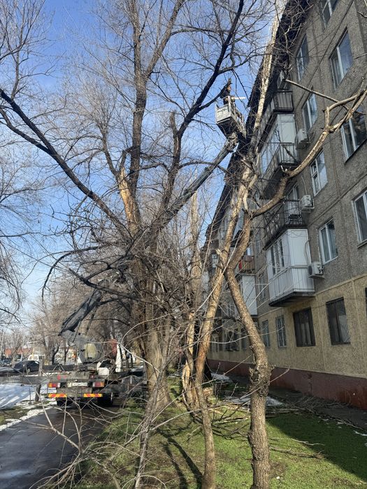 Спил деревья, Ағаш кесу