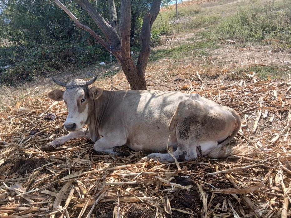 Vaca de  vanzare