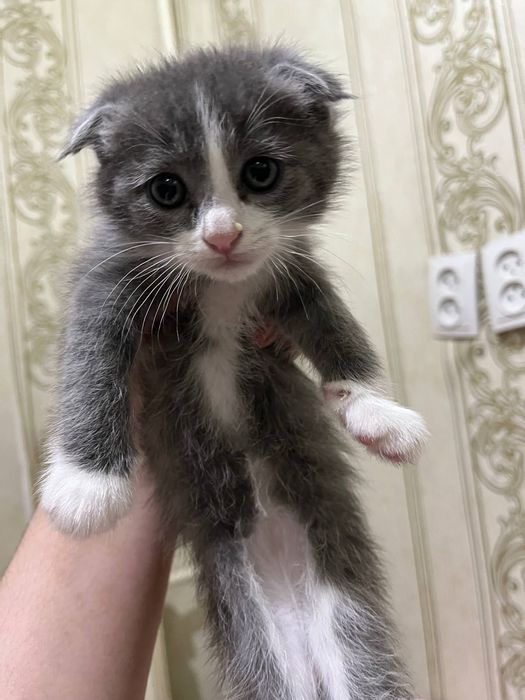 Mushuk fold sotiladi