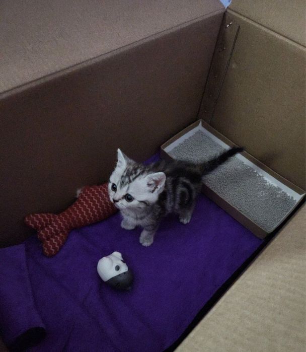 Котенок шотландский