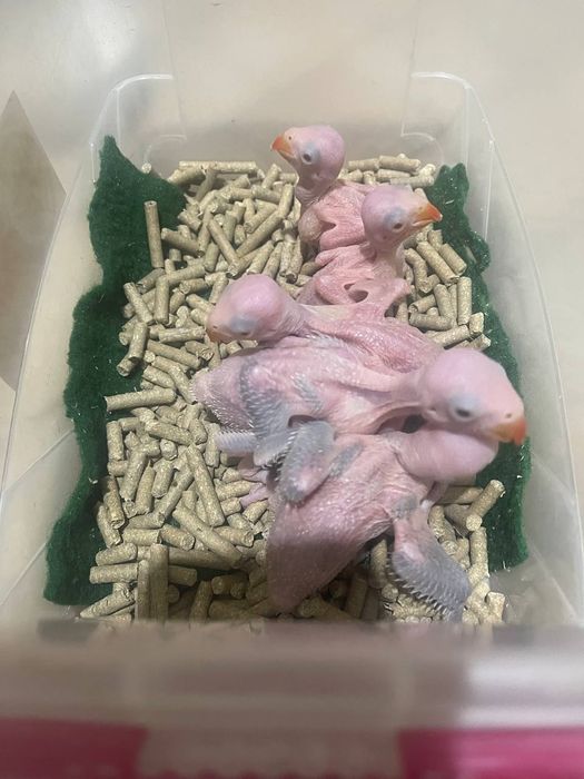 Ручной ожереловый попугай