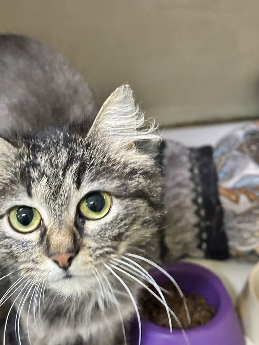 Кошечка Мурыся в добрые руки