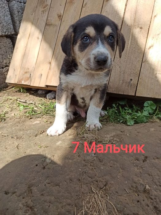 Щенки в ответственные руки!