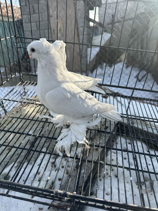 Голуби на продажуу