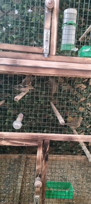 Voliera și păsări mici