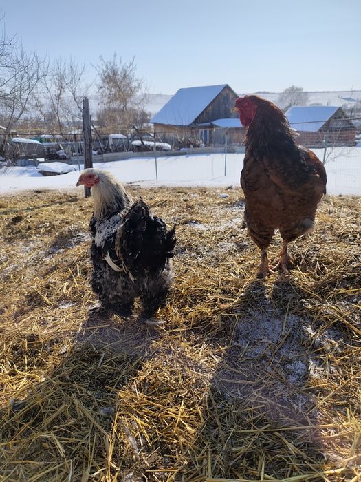 Молодые петухи Брама
