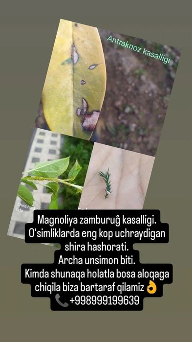 Archa va daraxtlarni davolash