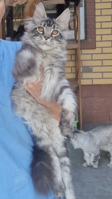 Мейн-куны котята мальчики из питомника.