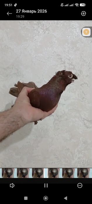 Продам голубей...