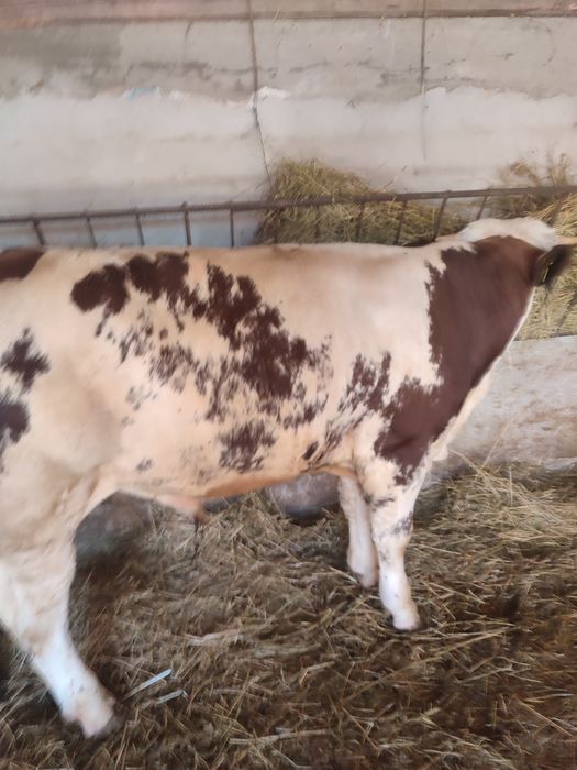 Vând 2 viței bălțați