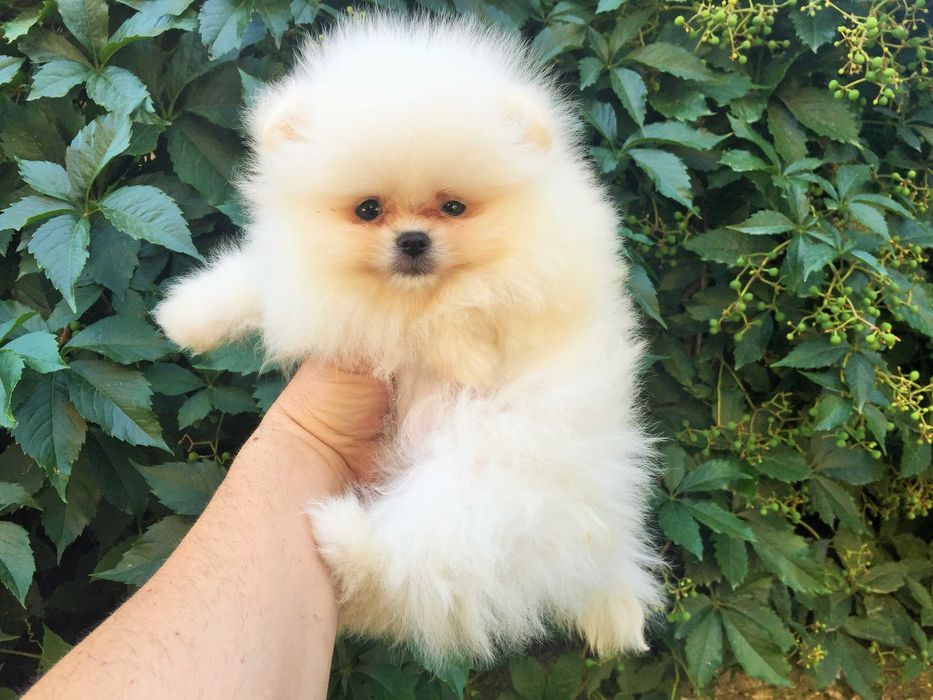 Померан мини Померанчета