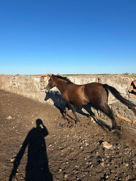 продам жеребую байтал, ожеребится весной