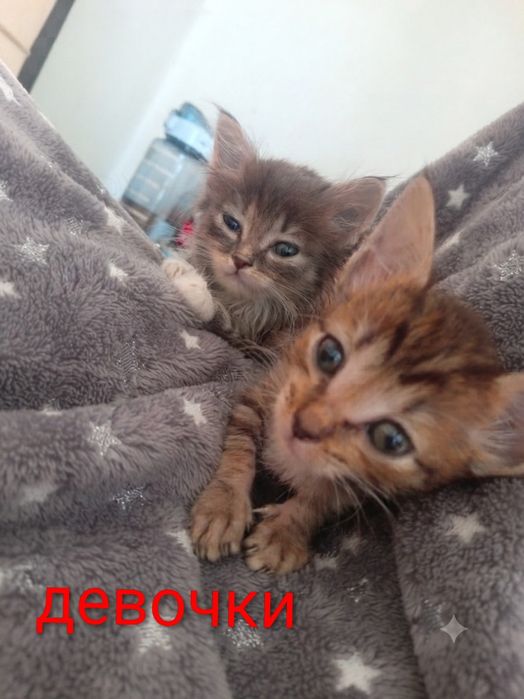 Отдам даром котят смесь с Мейн Куном
