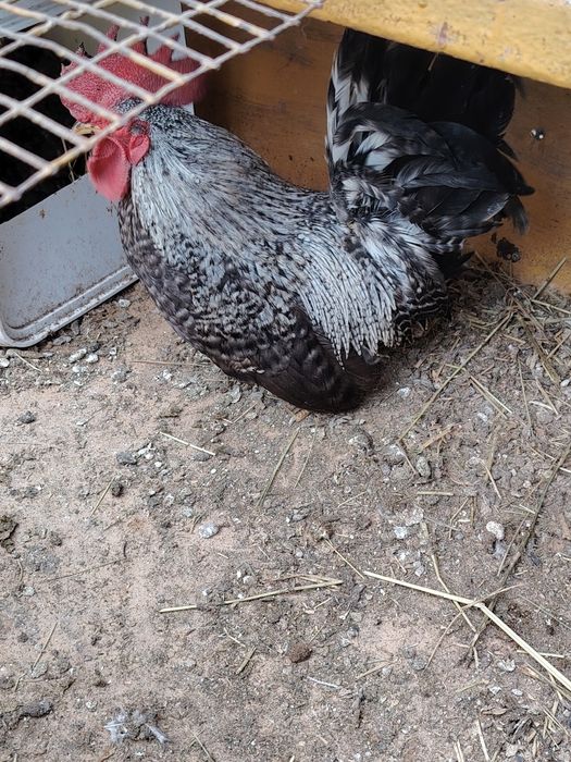 Продавам петле шабо