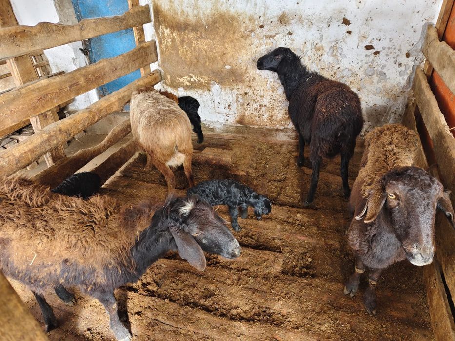 4 қозылы  қой    4 қозысы