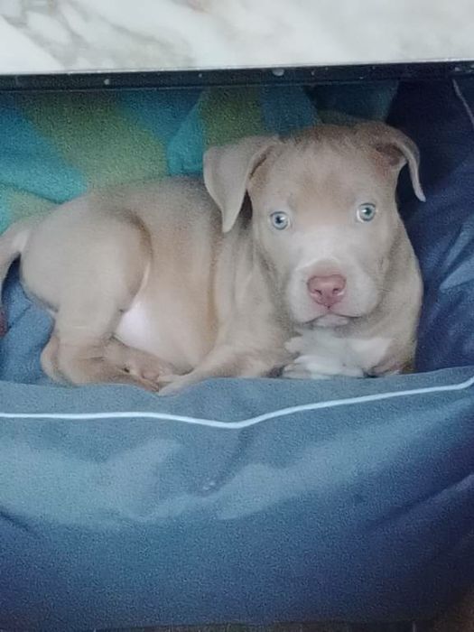 Американско були ХЛ