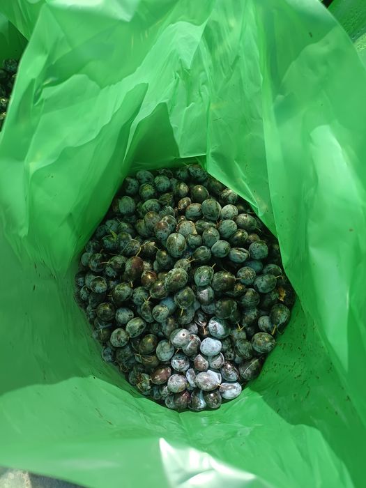 Prune negre pentru țuică