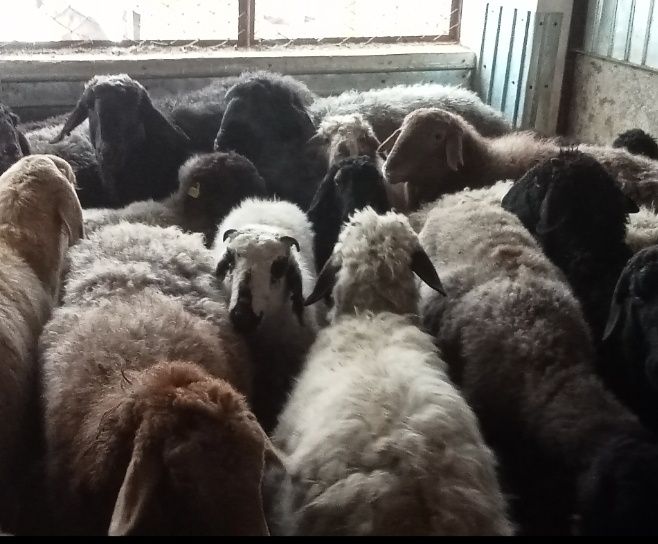 Кои токты бар сатылатын