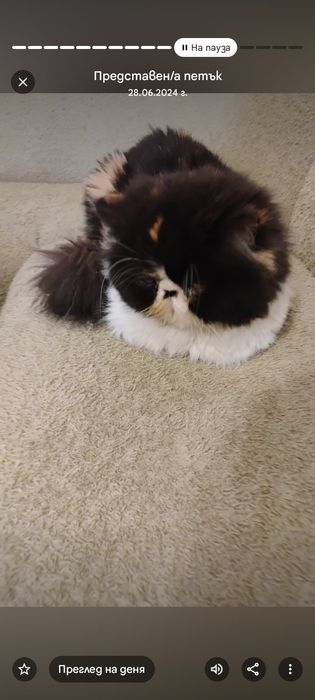 Спешно персийска котка