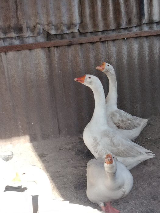 Продам гусей домашних