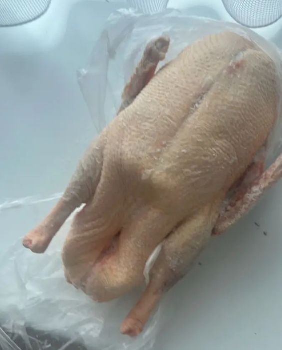 Гуси домашние,отличные