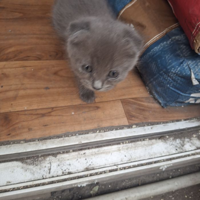 Отдам котят в добрые руки