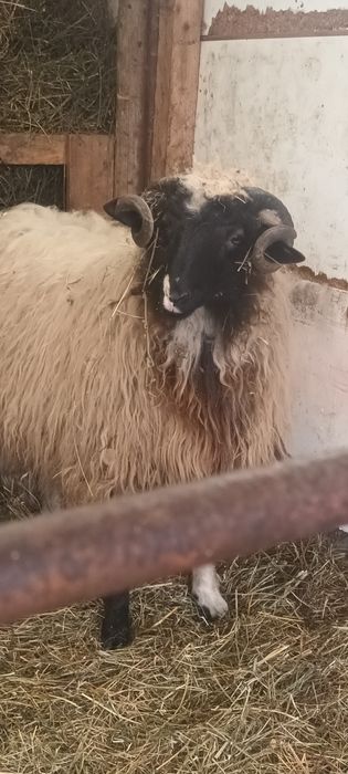 Berbecuț de vânzare