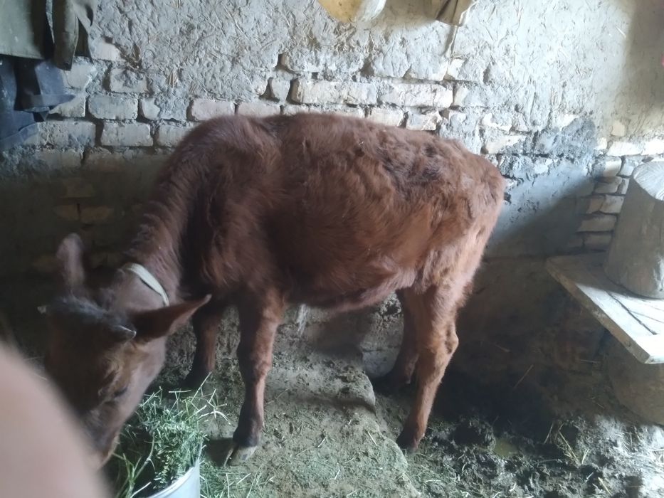 Гунажинчалар Сотилади