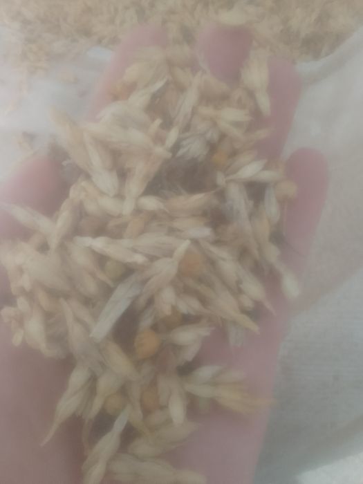 Зерноотходы Отходы Полова