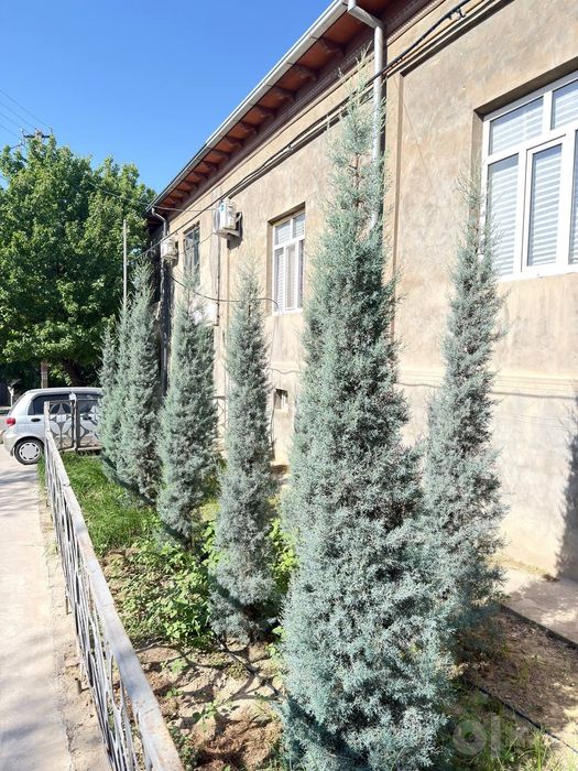 Кипарис Аризоник Италия Kiparis.