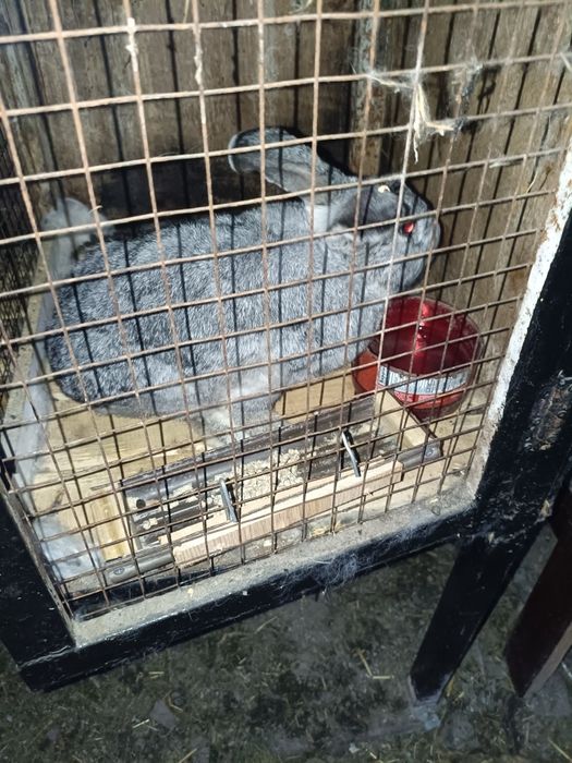 Продам самцов 8 месяцев