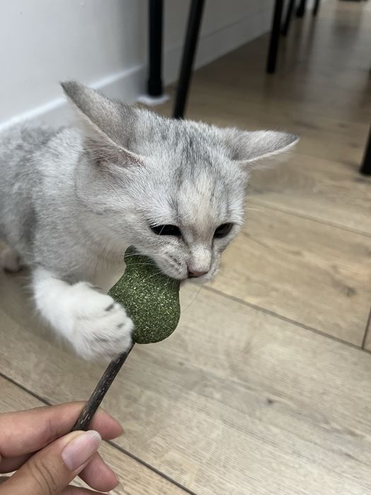 Котенок британец