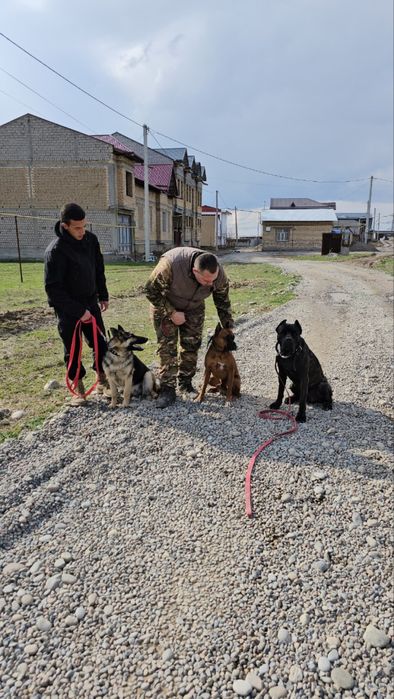 Кинолог дрессировка собак