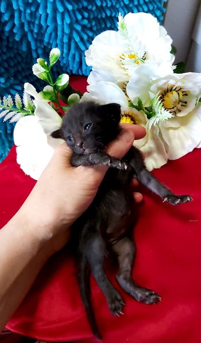 Black- чёрный ОРИЕНТАЛ