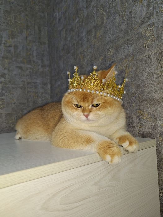 Vyazka Simba qizlani uchrashuvga taklif qiladi
