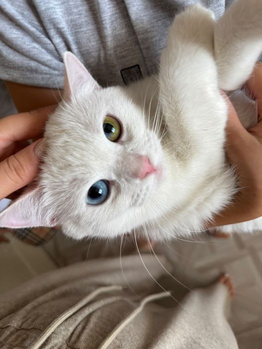 Кошка  породистая продам