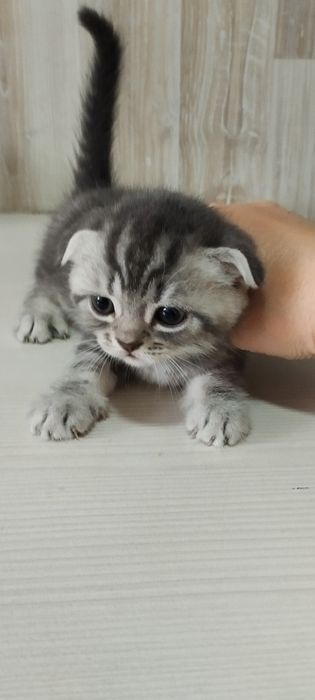 Котята шотландцы